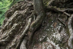 Old Growth Forest