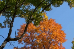 Fall Colours