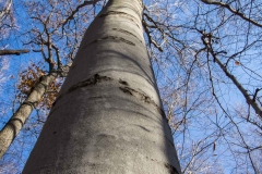 Beech (Old Growth Forest)