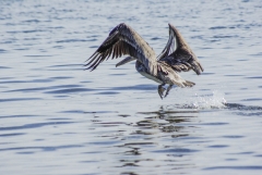 Brown Pelican