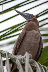 Brown Booby