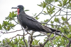 Magnificent Frigatebird