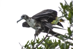 Magnificent Frigatebird
