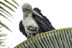 Magnificent Frigatebird