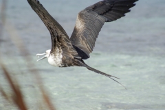 Magnificent Frigatebird