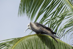 Magnificent Frigatebird