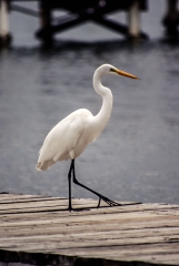 Great Egret