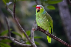 Red-lored Parrot