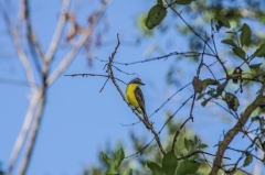 Great Kiskadee