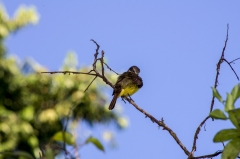 Great Kiskadee