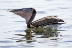 Brown Pelican