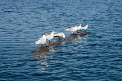 Royal Terns