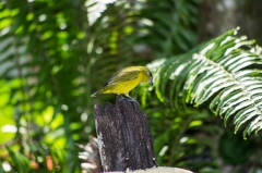 Yellow Tyrannulet