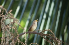 House Wren,