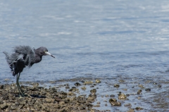 Little Blue Heron