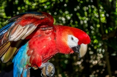 Scarlet Macaw