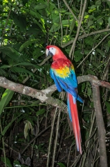 Scarlet Macaw