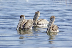 Brown Pelican