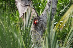 Scarlet Macaw