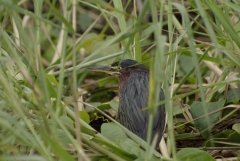 Green Heron