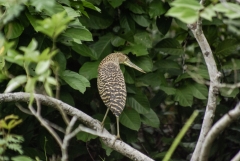Fasciated - Tiger-heron