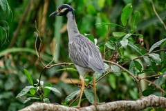 Yellow-crowned Night Heron