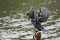 Double-crested cormorant