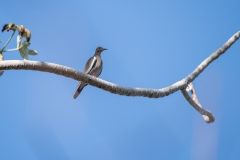 Cuban dove