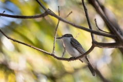Gray Kingbird