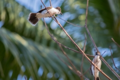 Gray Kingbird