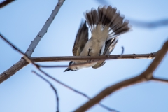 Gray Kingbird