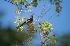 Red-legged thrush