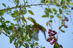Yellow warbler
