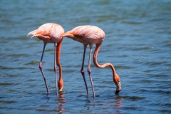 Caribbean Flamingo
