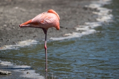 Caribbean Flamingo