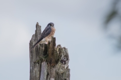 American Kestrel