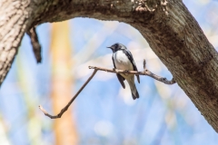 Black-throated Blue Warbler
