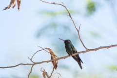 Cuban Emerald Hummingbird