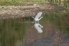 Great Egret