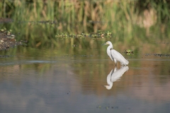 Great Egret