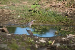 Rufescent Tiger-heron