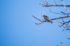 Palm warbler