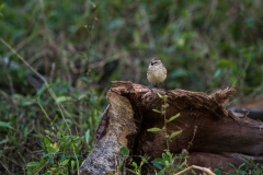Palm warbler