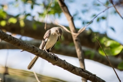 Mocking bird