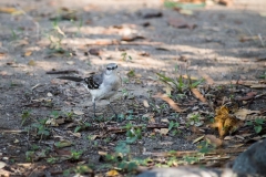 Mocking bird