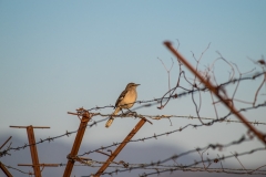 Mocking bird