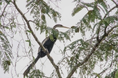 Anhinga