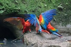 Scarlet Macaw