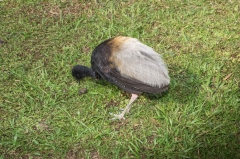 Grey-winged Trumpeter
