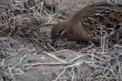 Galapagos dove